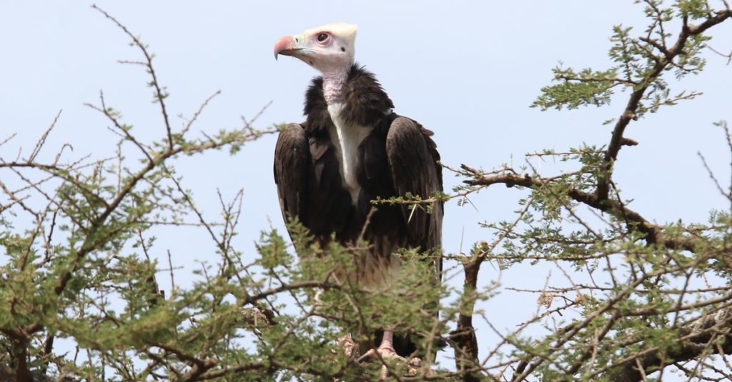 Белоголовый сип