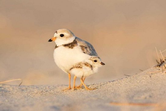 Какая птица ныряет глубже