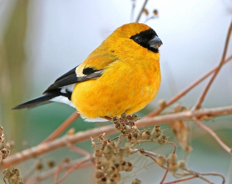 Куда улетает летом жить снегирь, где можно встретить зимой перелетных птиц