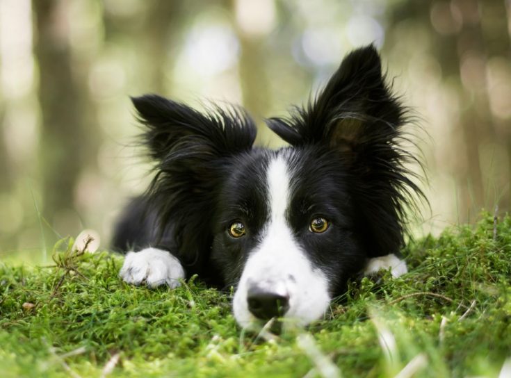 Бордер-колли - описание породы, особенности характера и содержания