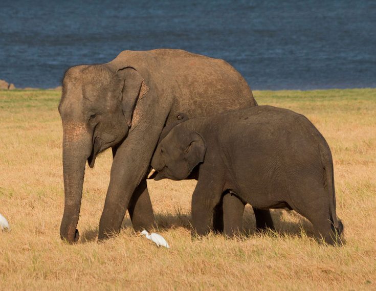 Цейлонский слон