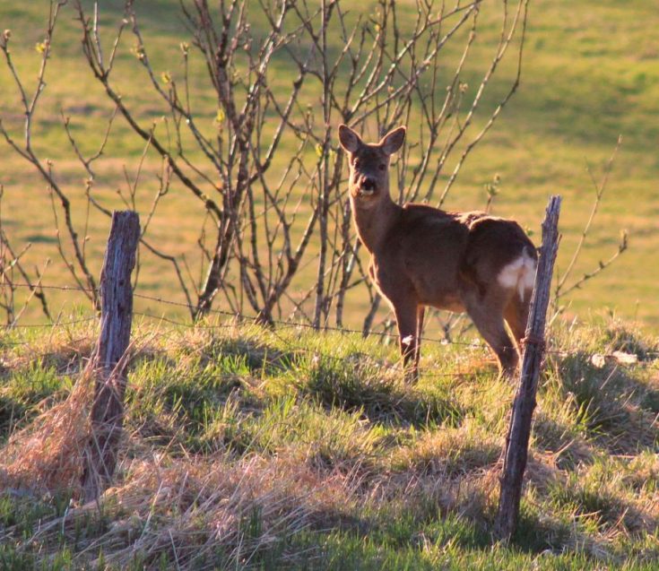 Косуля - описание животного, где обитает, чем питается, как выглядит