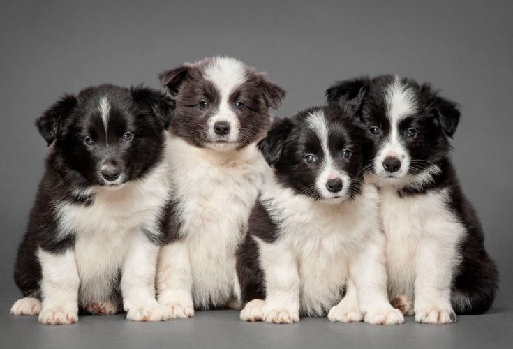 Бордер-колли - описание породы, особенности характера и содержания