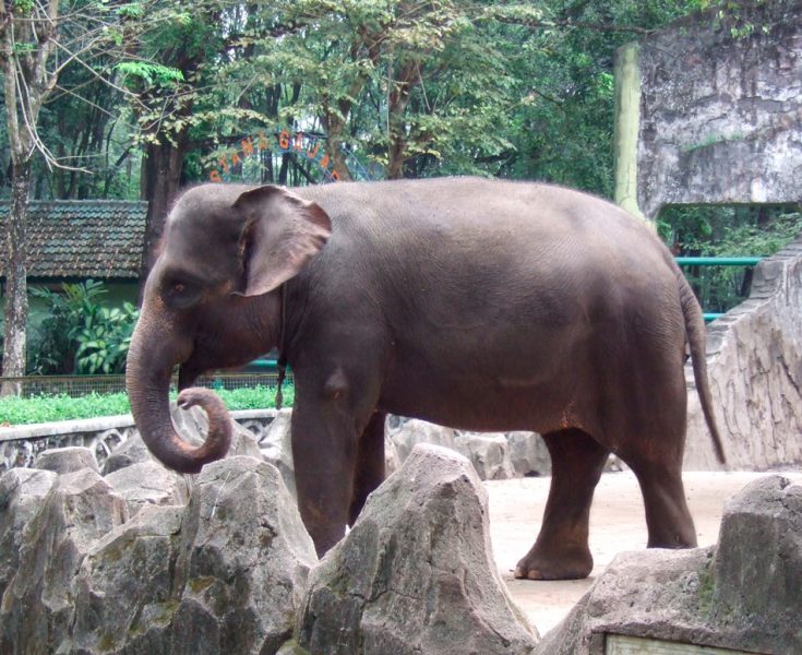 Суматранский слон