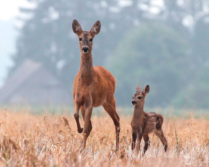 Косуля - описание животного, где обитает, чем питается, как выглядит