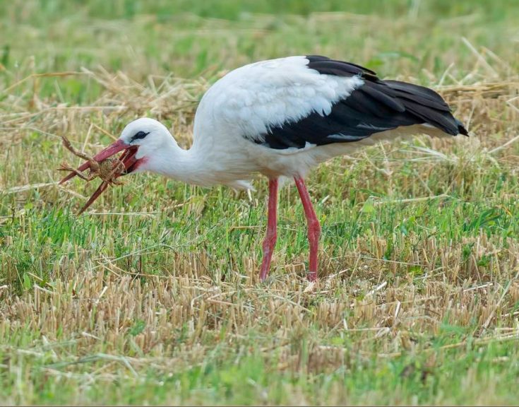 Чем питается аист; сколько лет живут аисты; где живут аисты