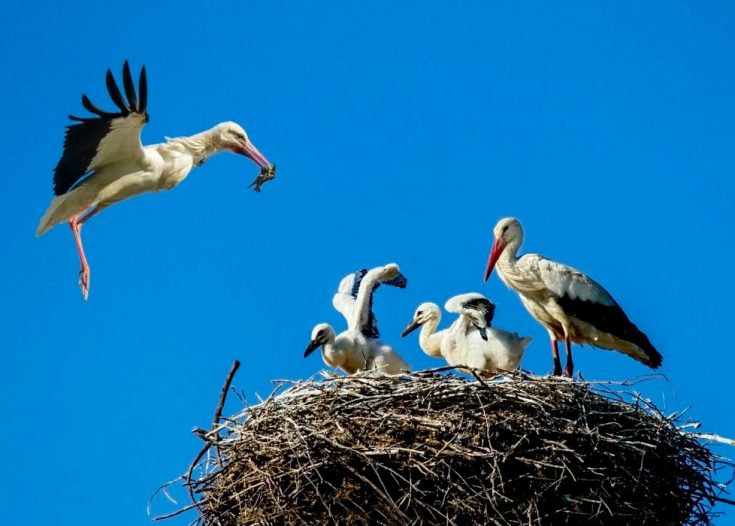 Чем питается аист; сколько лет живут аисты; где живут аисты