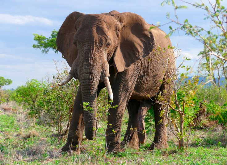 Саванный слон