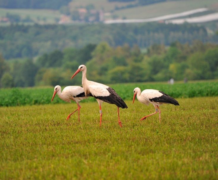 Чем питается аист; сколько лет живут аисты; где живут аисты