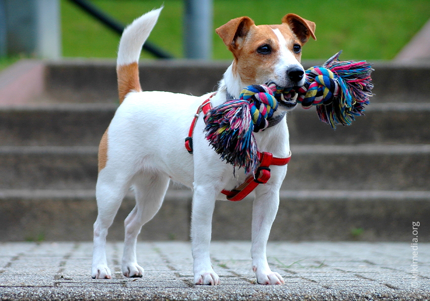 Джек Рассел терьер