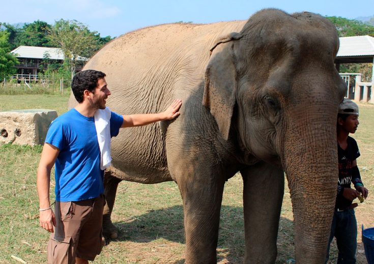 Классификация слона: к какому классу относится слон