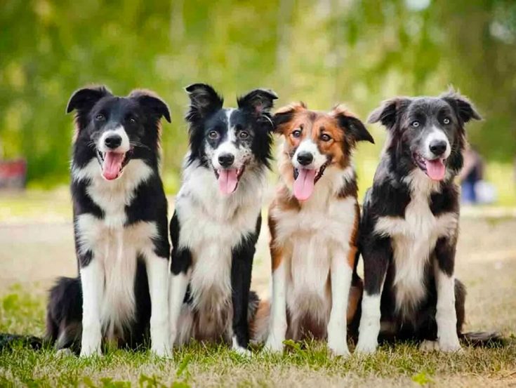 Бордер-колли - описание породы, особенности характера и содержания