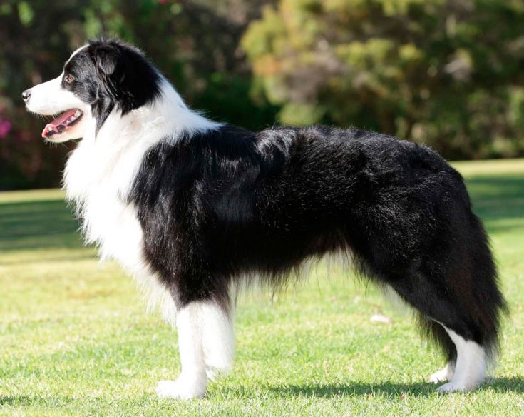 Бордер-колли - описание породы, особенности характера и содержания