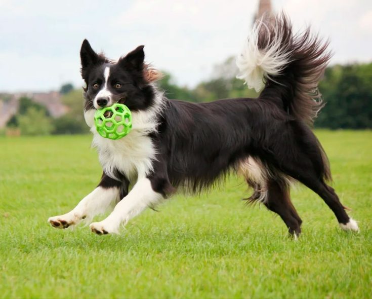 Бордер-колли - описание породы, особенности характера и содержания