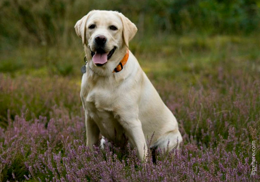 Лабрадор