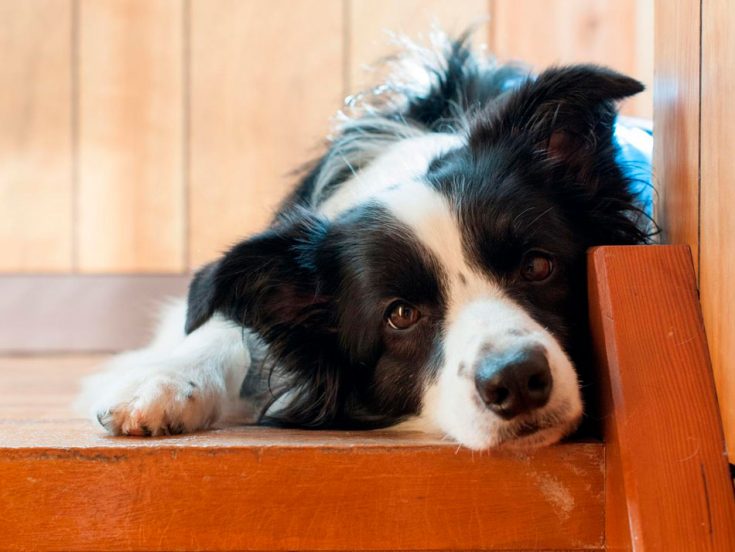 Бордер-колли - описание породы, особенности характера и содержания