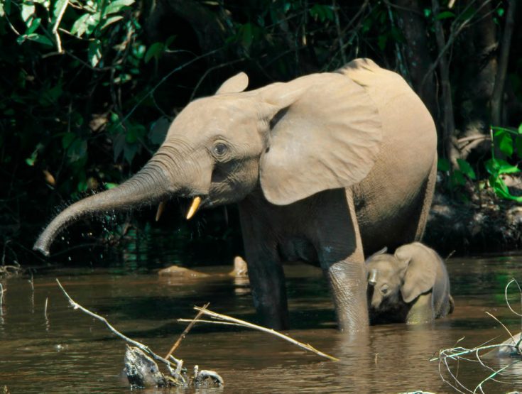 Лесной слон