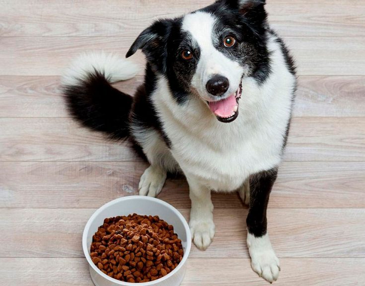 Бордер-колли - описание породы, особенности характера и содержания