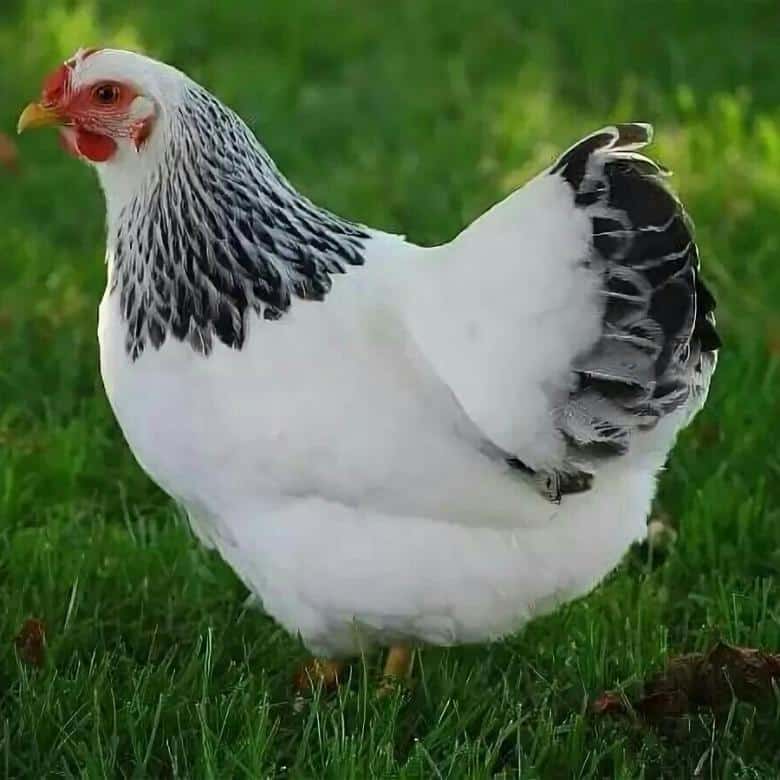 Немецкий Гамбург