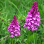 Анакамптис пирамидальный