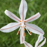 Асфоделина тонкая