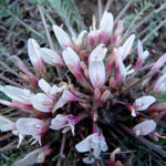 Астрагал длиннолистный