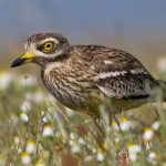 Обыкновенная авдотка