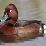 Белоглазая чернеть