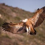 Белоголовый сип