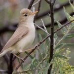 Бледная пересмешка