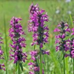 Буквица абхазская