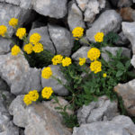 Бурачок оштенский