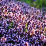 Чабрец красивенький