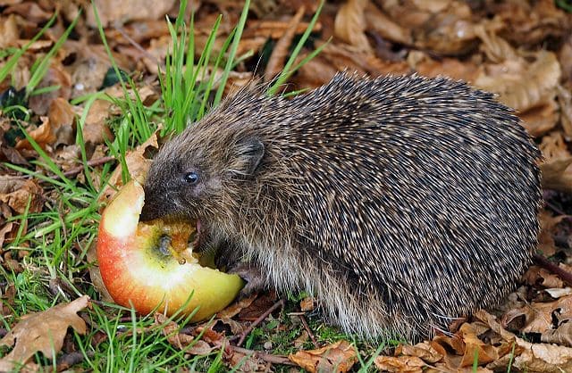 Чем кормить ежа – овощи и фрукты
