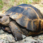 Черепаха Никольского