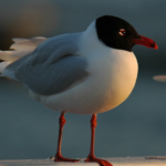 Черноголовая чайка