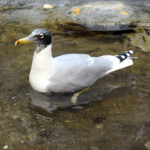 Черноголовый хохотун