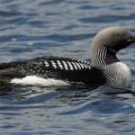 Чернозобая гагара