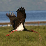 Черный аист