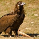 Черный гриф