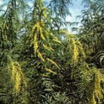 Датиска коноплевая