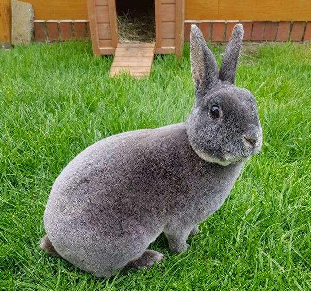 Декоративный кролик рекс на траве