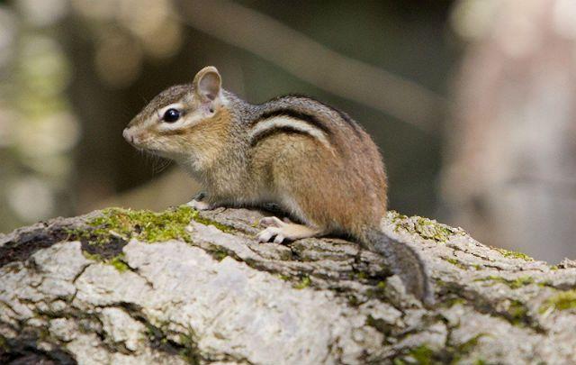 Бурундучки для домашнего содержания