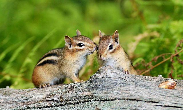 Домашние бурундуки - здоровье
