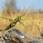 Дыбка степная