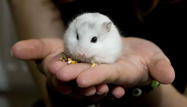 Джунгарский хомяк со светлой шерстью