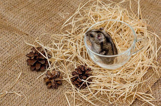 Джунгарский хомяк – экстерьер