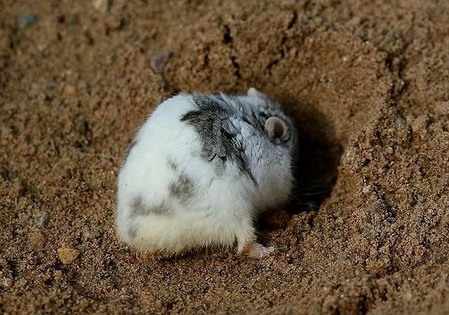 Джунгарский хомяк – образ жизни в естественной среде