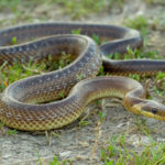 Эскулапов полоз