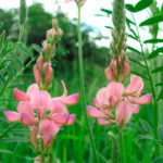 Эспарцет донской